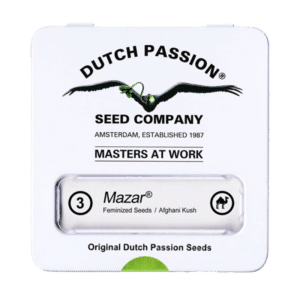 Dutch Passion Mazar | Feminisiert