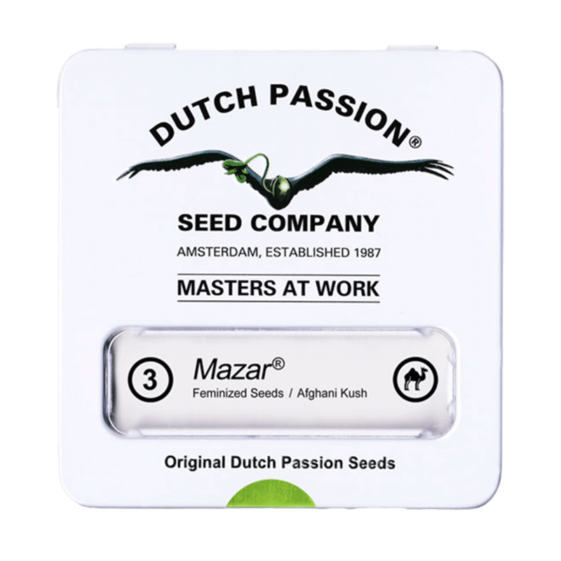 Dutch Passion Mazar | Feminisiert