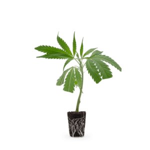 Hanfgarten AK 47