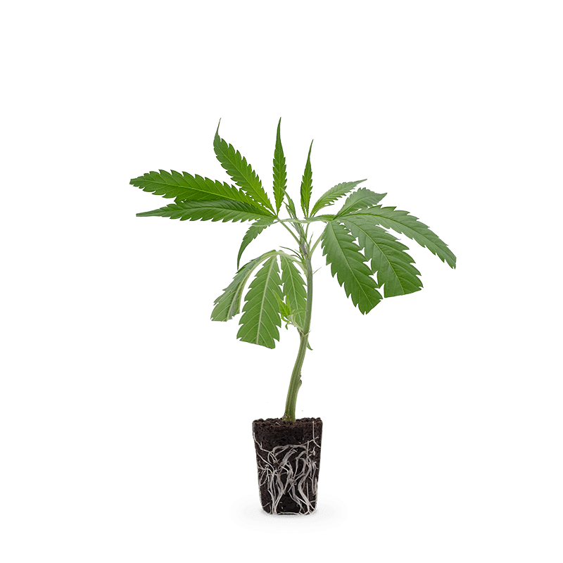 Hanfgarten AK 47