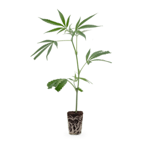 Hanfgarten Amnesia Haze