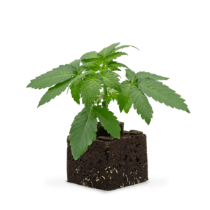 Hanfgarten Amnesia Haze Sämling | Automatic