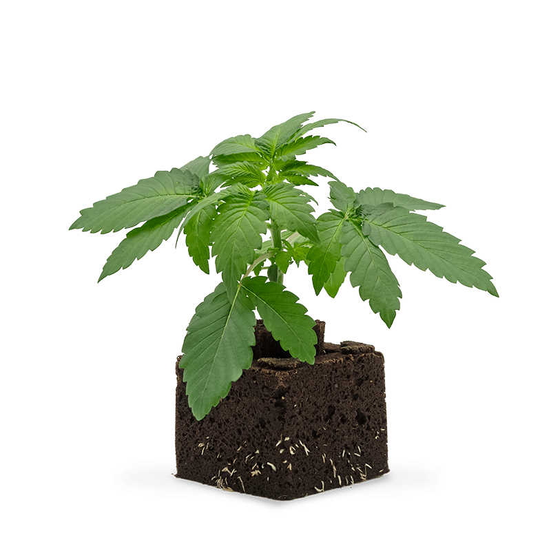 Hanfgarten Amnesia Haze Sämling | Automatic