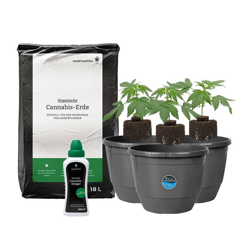 Hanfgarten Automatic Sämlinge Rundum Sorglos Paket