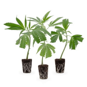 Hanfgarten Bestseller Stecklinge 3er-Set