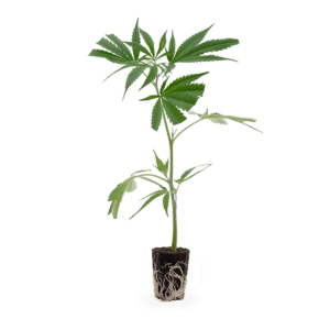 Hanfgarten Big Bud