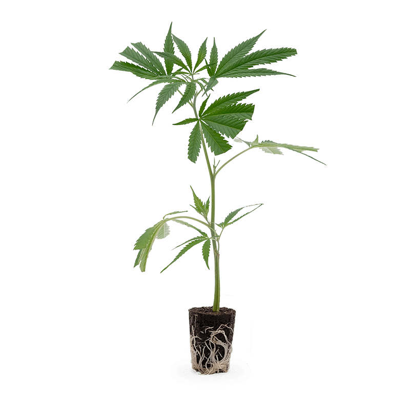 Hanfgarten Big Bud