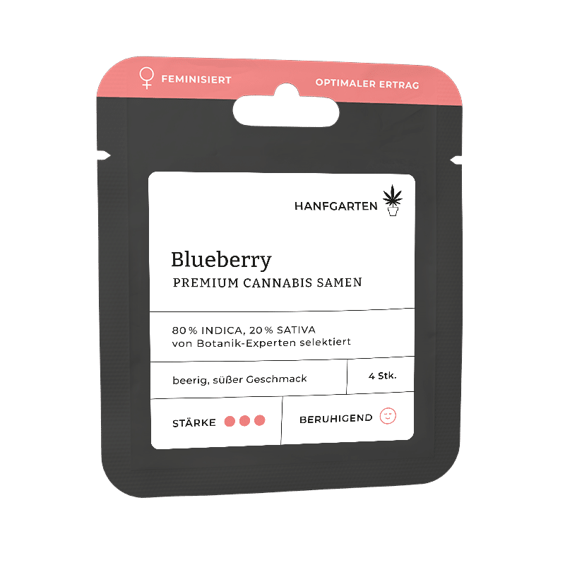Hanfgarten Blueberry | Feminisiert