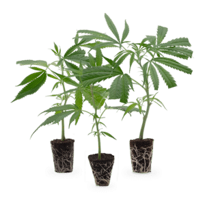 Hanfgarten Cannabis-Steckling 3er-Set