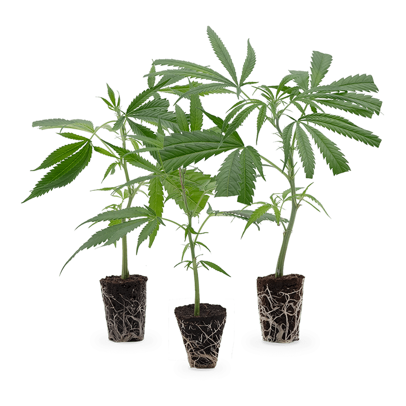 Hanfgarten Cannabis-Steckling 3er-Set