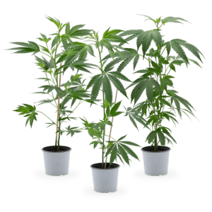 Hanfgarten Cannabis Stecklinge (groß) | 3er-Set