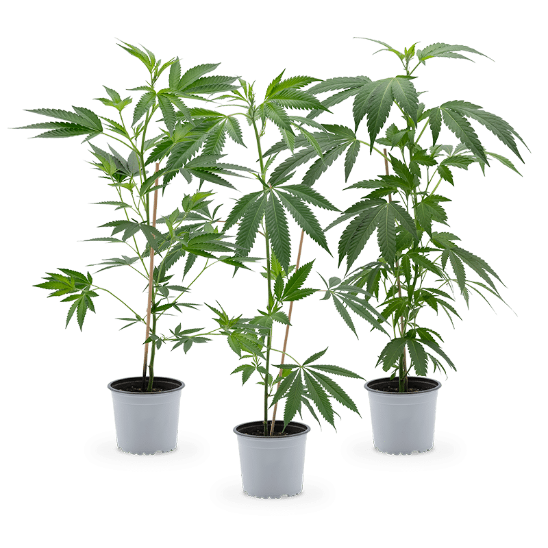 Hanfgarten Cannabis Stecklinge (groß) | 3er-Set