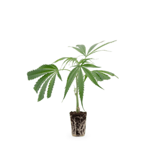 Hanfgarten Cannalope Haze