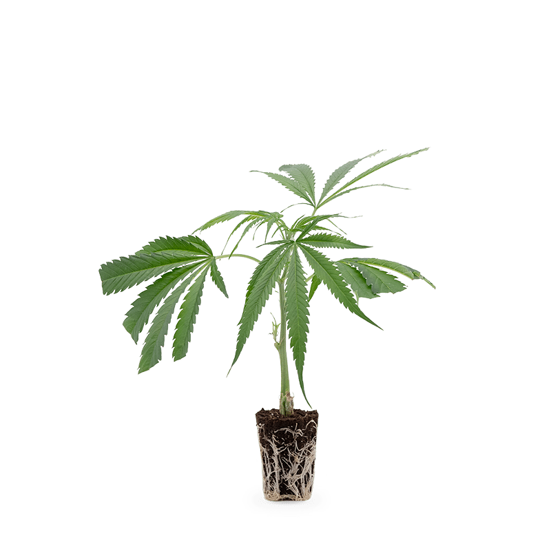 Hanfgarten Cannalope Haze