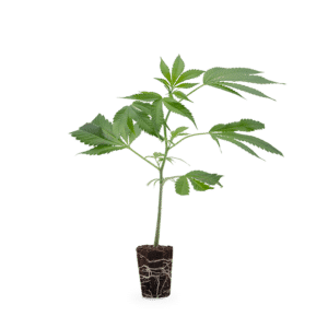 Hanfgarten Cap Junky
