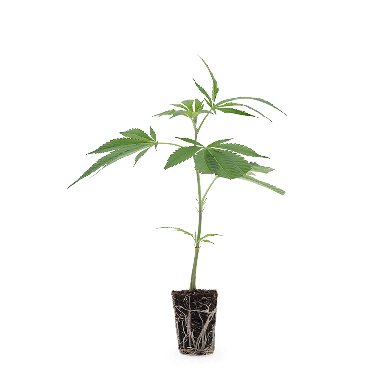 Hanfgarten Critical Kush