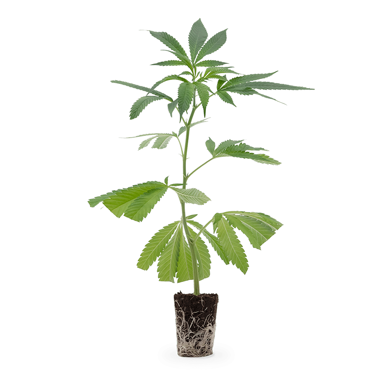 Hanfgarten Dantes Inferno