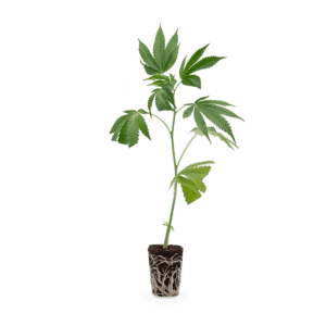 Hanfgarten Euforia