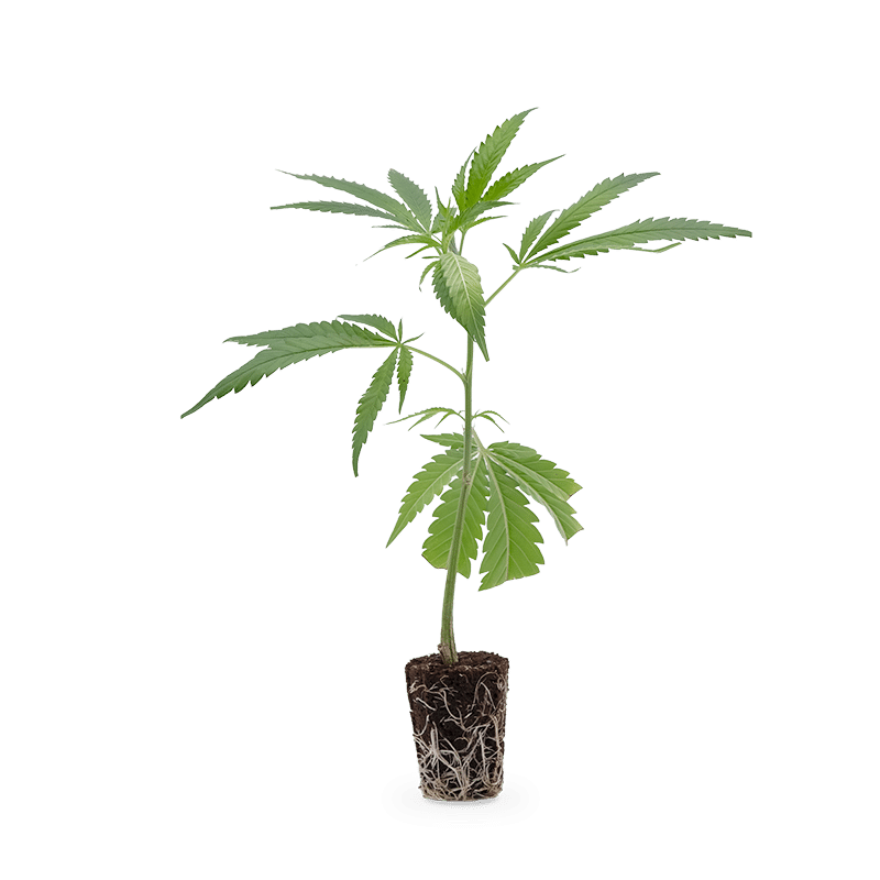 Hanfgarten Gorilla Zkittlez