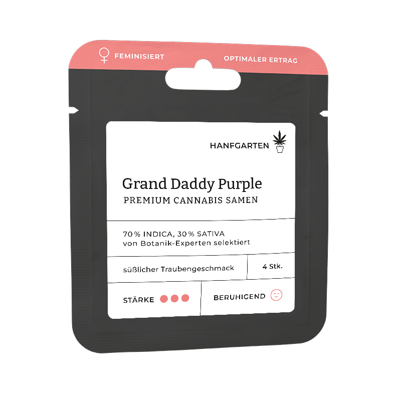 Hanfgarten Grand Daddy Purple (GDP) | Feminisiert
