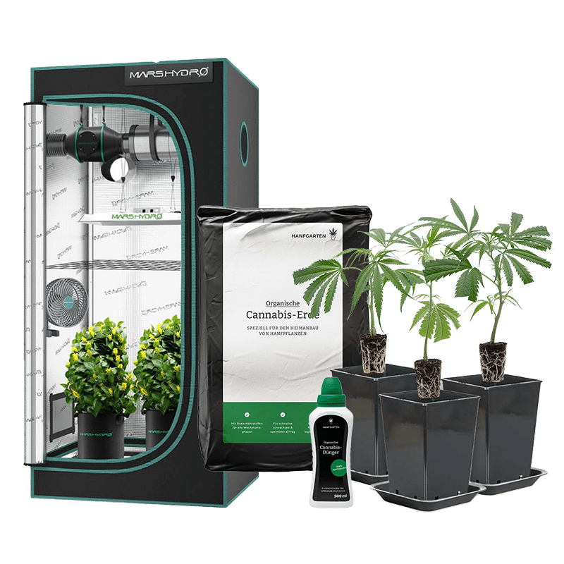 Hanfgarten Indoor-Anbau Rundum Sorglos Paket | Stecklinge