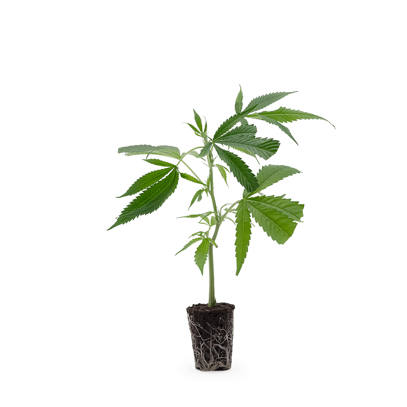 Hanfgarten Jack Herer