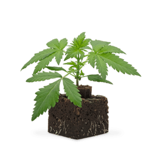 Hanfgarten Lemon Cherry Gelato Sämling | Automatic