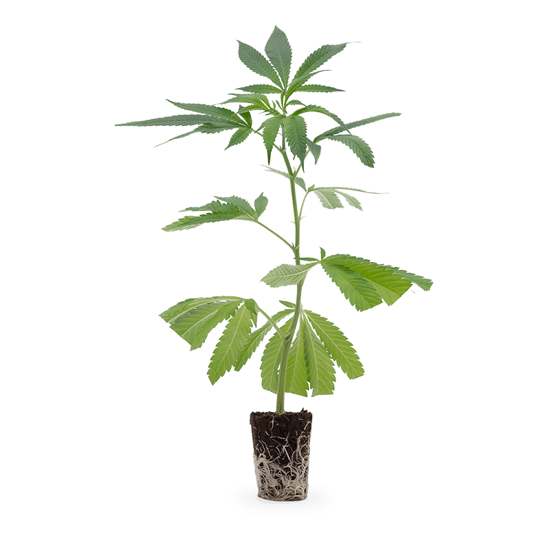 Hanfgarten Mimosa EVO