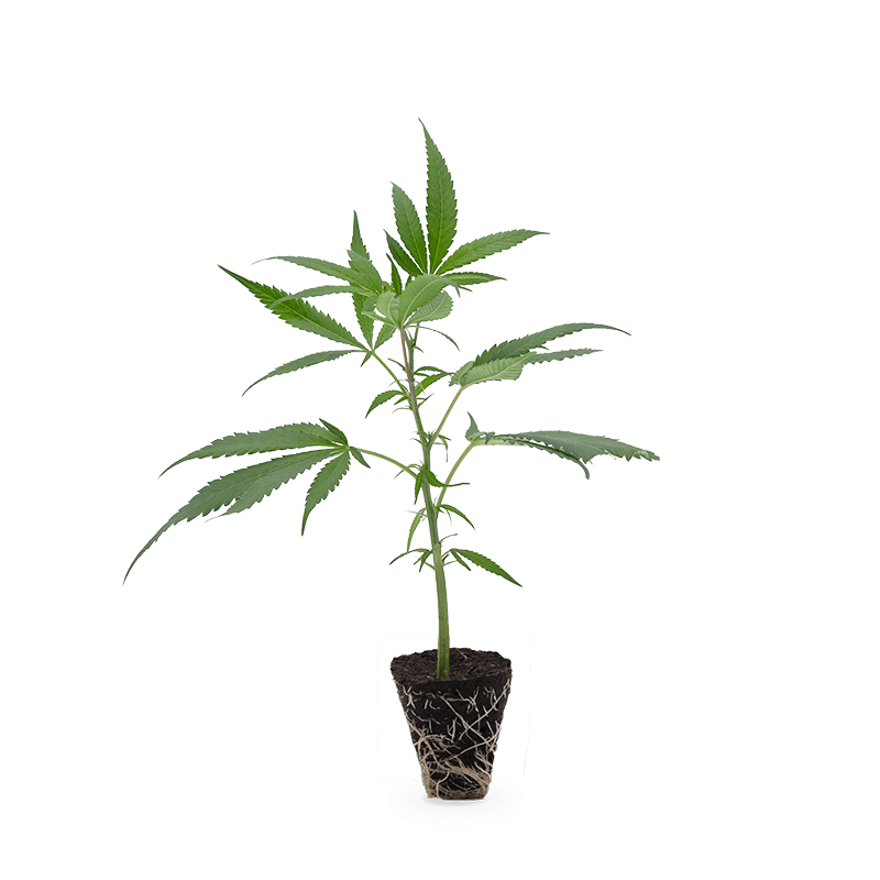 Hanfgarten Super Buff Cherry