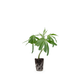 Hanfgarten White Widow XXL