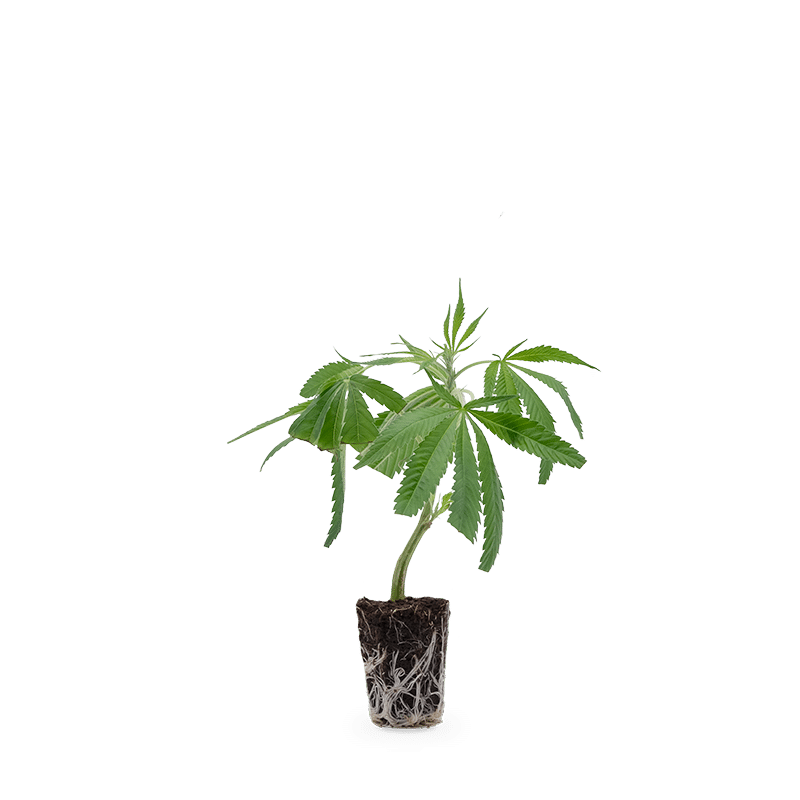 Hanfgarten White Widow XXL